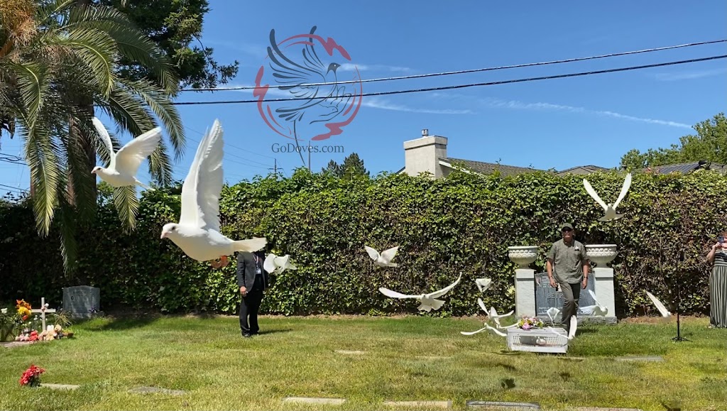 GoDoves - Professional White Dove Release | 1315 Piedmont Rd, San Jose, CA 95132, USA | Phone: (408) 622-9944