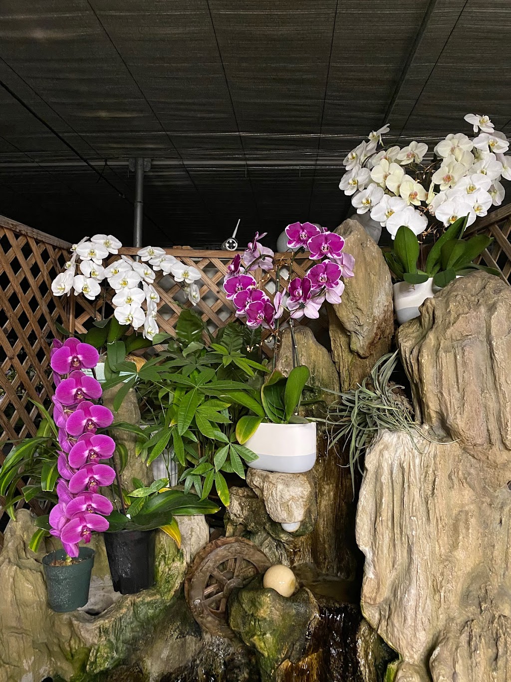 Ontario Orchids Inc | 703 Pomelo Dr, Vista, CA 92081, USA | Phone: (760) 631-0098