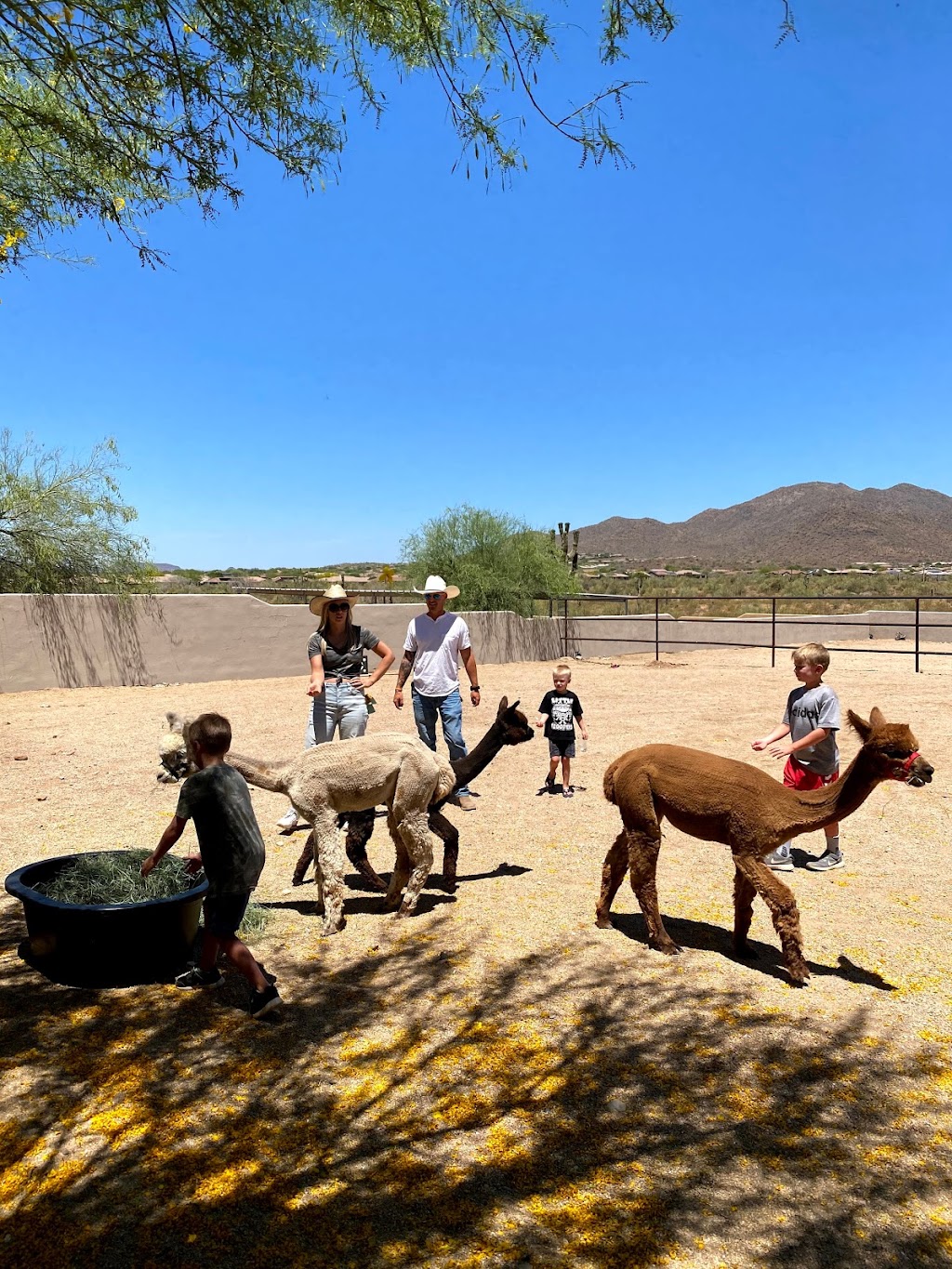 Cactus Hills Alpaca Farm | 40406 N 6th Ave, Phoenix, AZ 85086, USA | Phone: (503) 997-8120