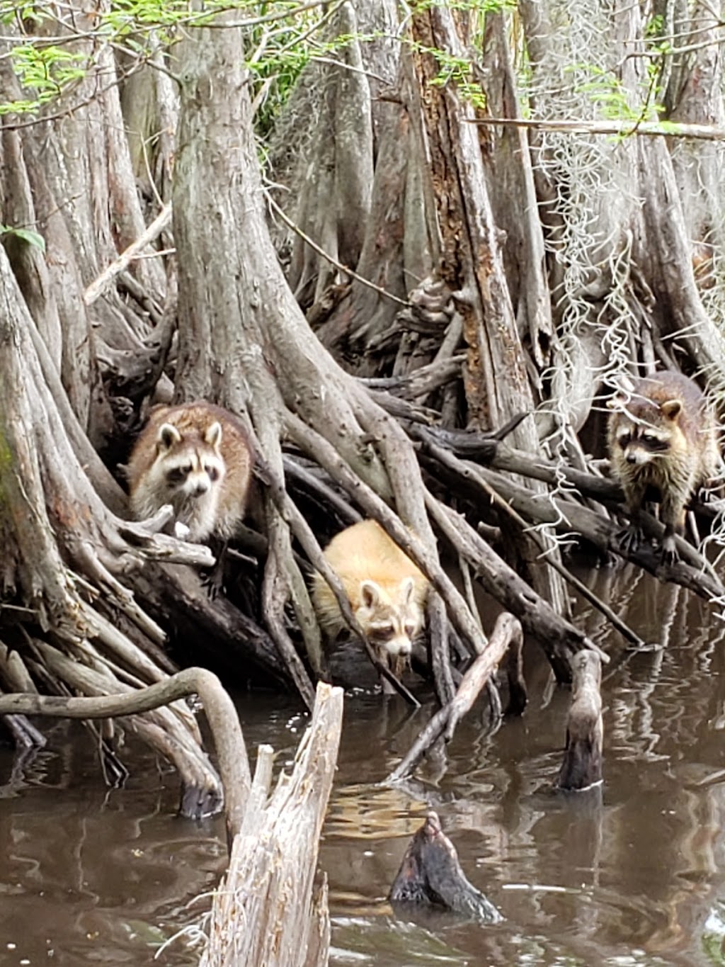 Honey Island Swamp Tours | 41490 Crawford Landing Rd, Slidell, LA 70461, USA | Phone: (985) 641-1769