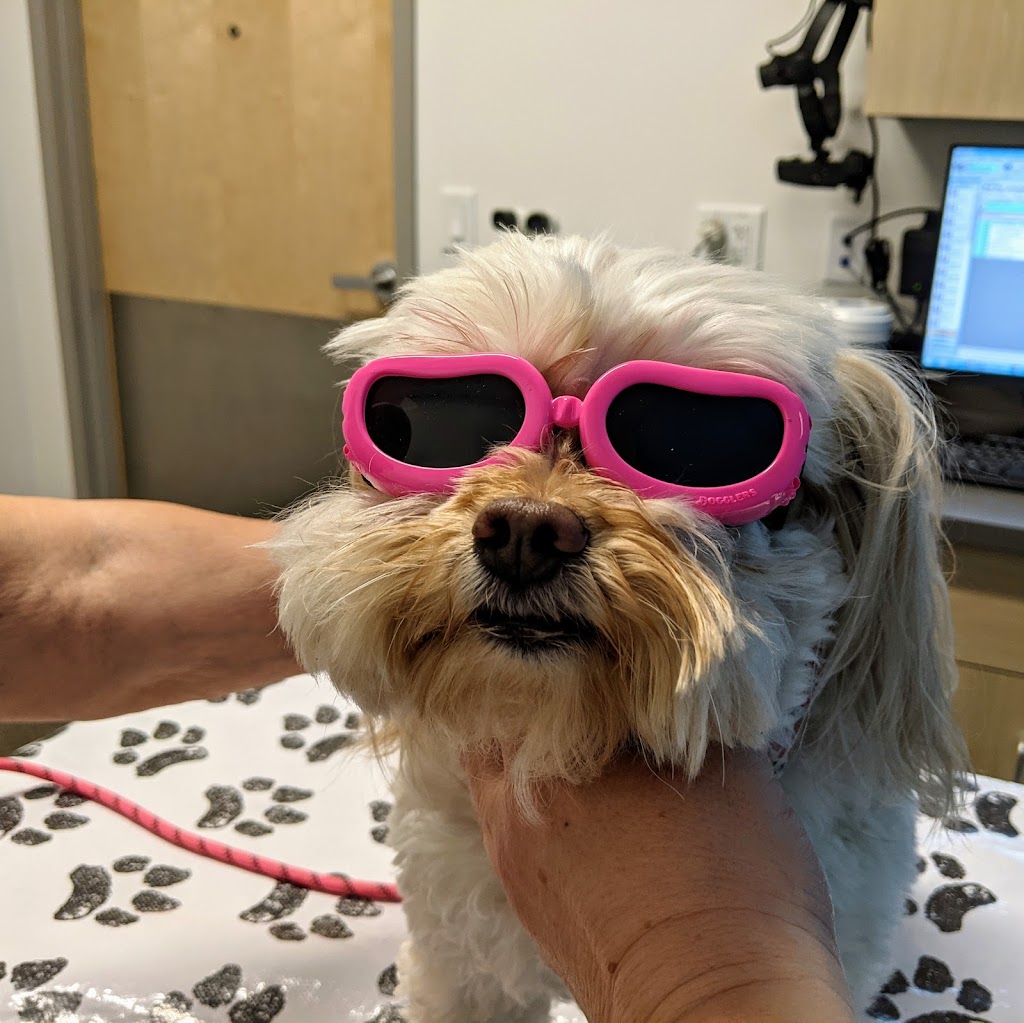 Eye Care for Animals - Phoenix | 1645 W Happy Valley Rd, Phoenix, AZ 85085, USA | Phone: (602) 995-2871