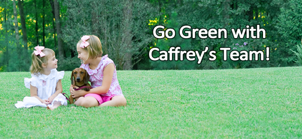 Caffrey Tree & Landscape | 2600 Route 22 East, Scotch Plains, NJ 07076, USA | Phone: (908) 889-6584