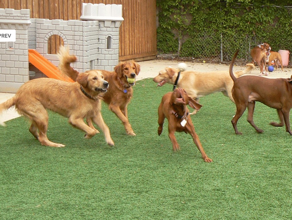 Global Syn-Turf: Artificial Grass & Installation Supplies | 10601 Seymour Ave #400, Franklin Park, IL 60131, USA | Phone: (877) 796-8873 Global Syn-Turf: Artificial Grass & Installation Supplies | 10601 Seymour Ave #400, Franklin Park, IL 60131, USA | Phone: (877) 796-8873