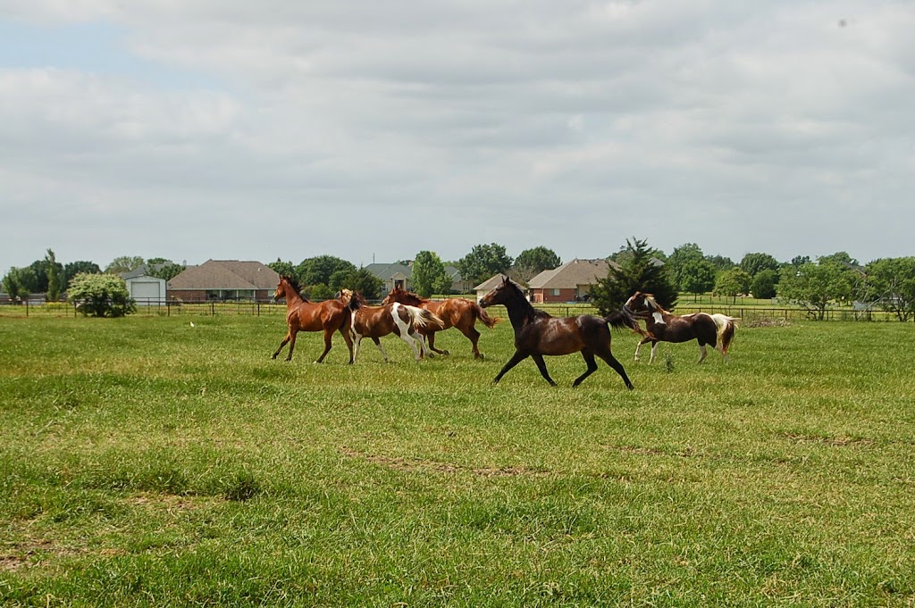 4-C Stables | 1355 Ovilla Rd, Waxahachie, TX 75167, USA | Phone: (972) 814-3988