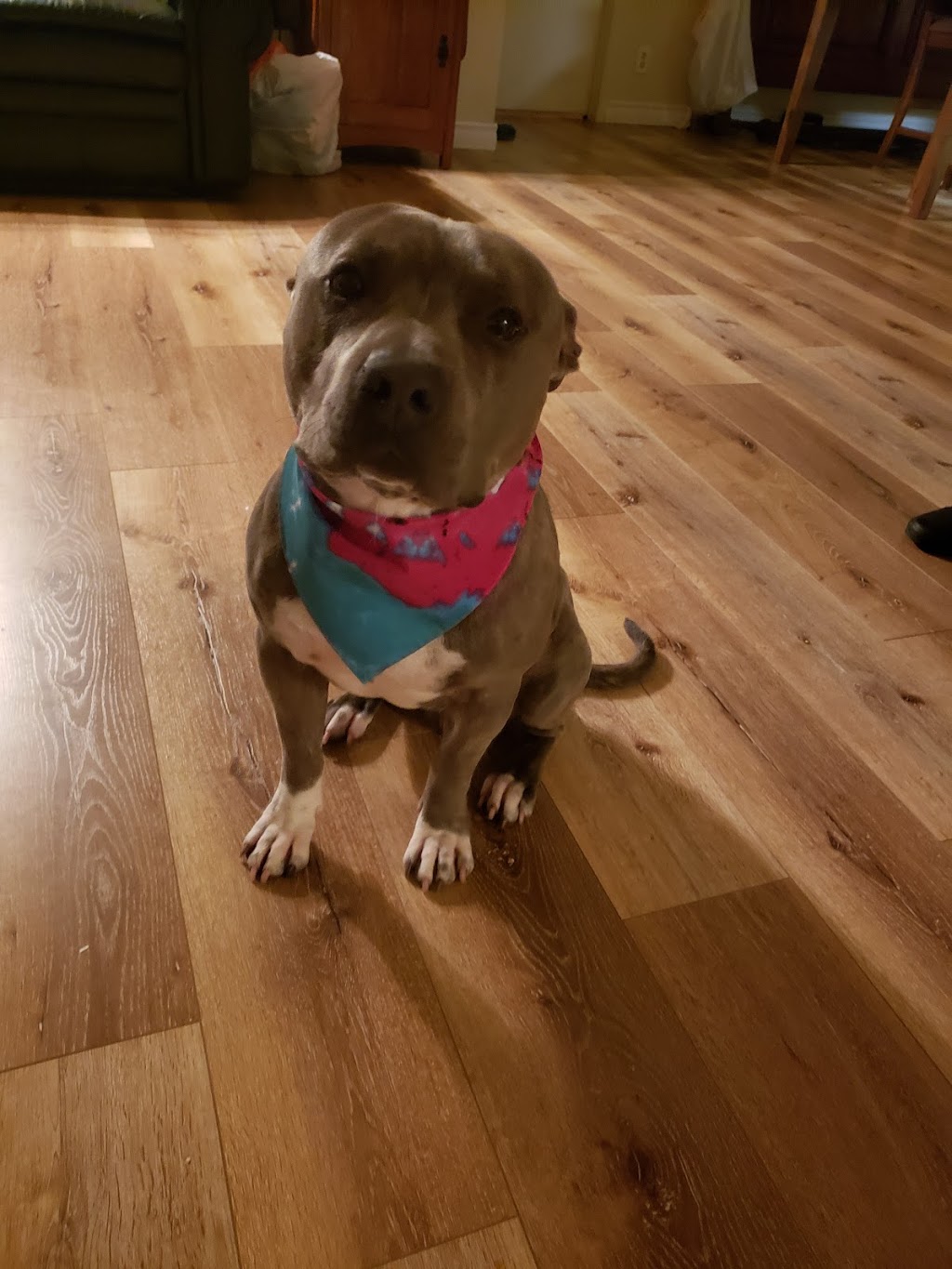 Bow Wow Bath House | 29800 Bradley Rd STE 122, Menifee, CA 92586, USA | Phone: (951) 246-2284 Bow Wow Bath House | 29800 Bradley Rd STE 122, Menifee, CA 92586, USA | Phone: (951) 246-2284