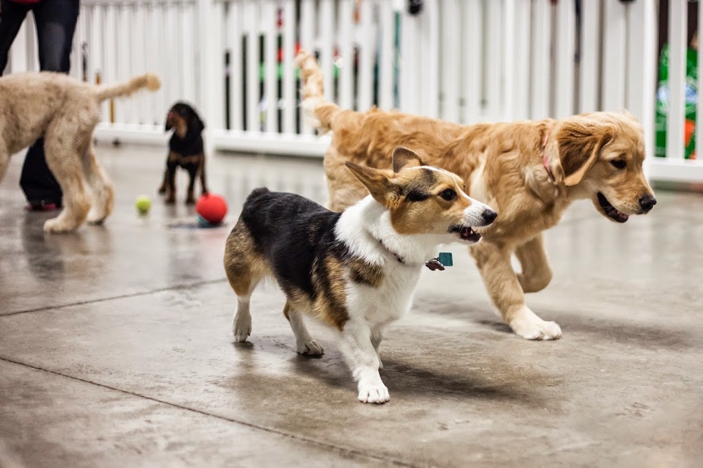 Tabby & Jacks Pet Supplies, Grooming and Doggie Daycare | 6925 University Ave, Middleton, WI 53562, USA | Phone: (608) 841-1133