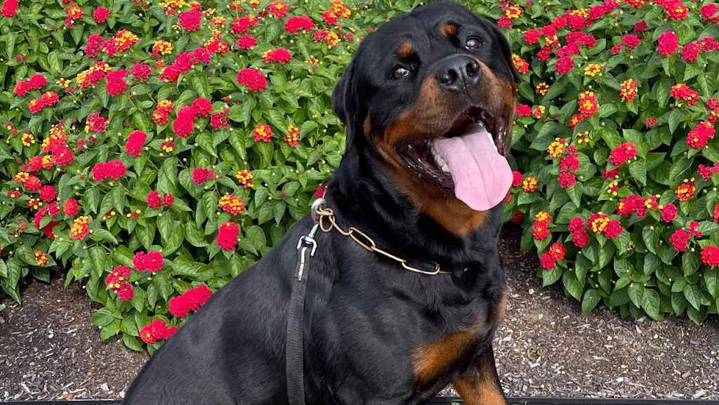 German Select Rottweilers | 454 Overlook Dr, Hillsville, PA 16132, USA | Phone: (330) 610-8447