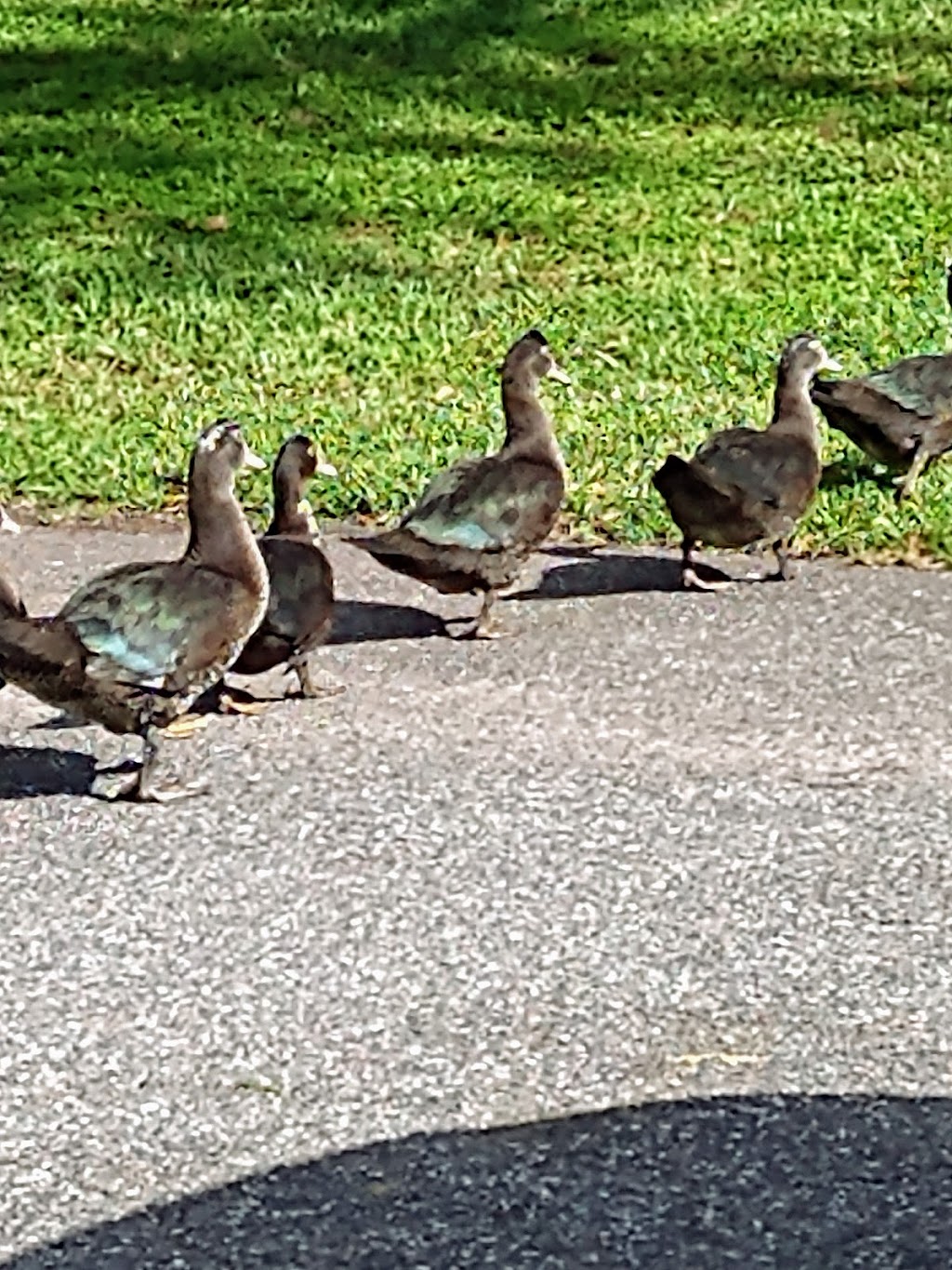 Woodland Estates | 9359 103rd St, Jacksonville, FL 32210, USA | Phone: (904) 771-9055