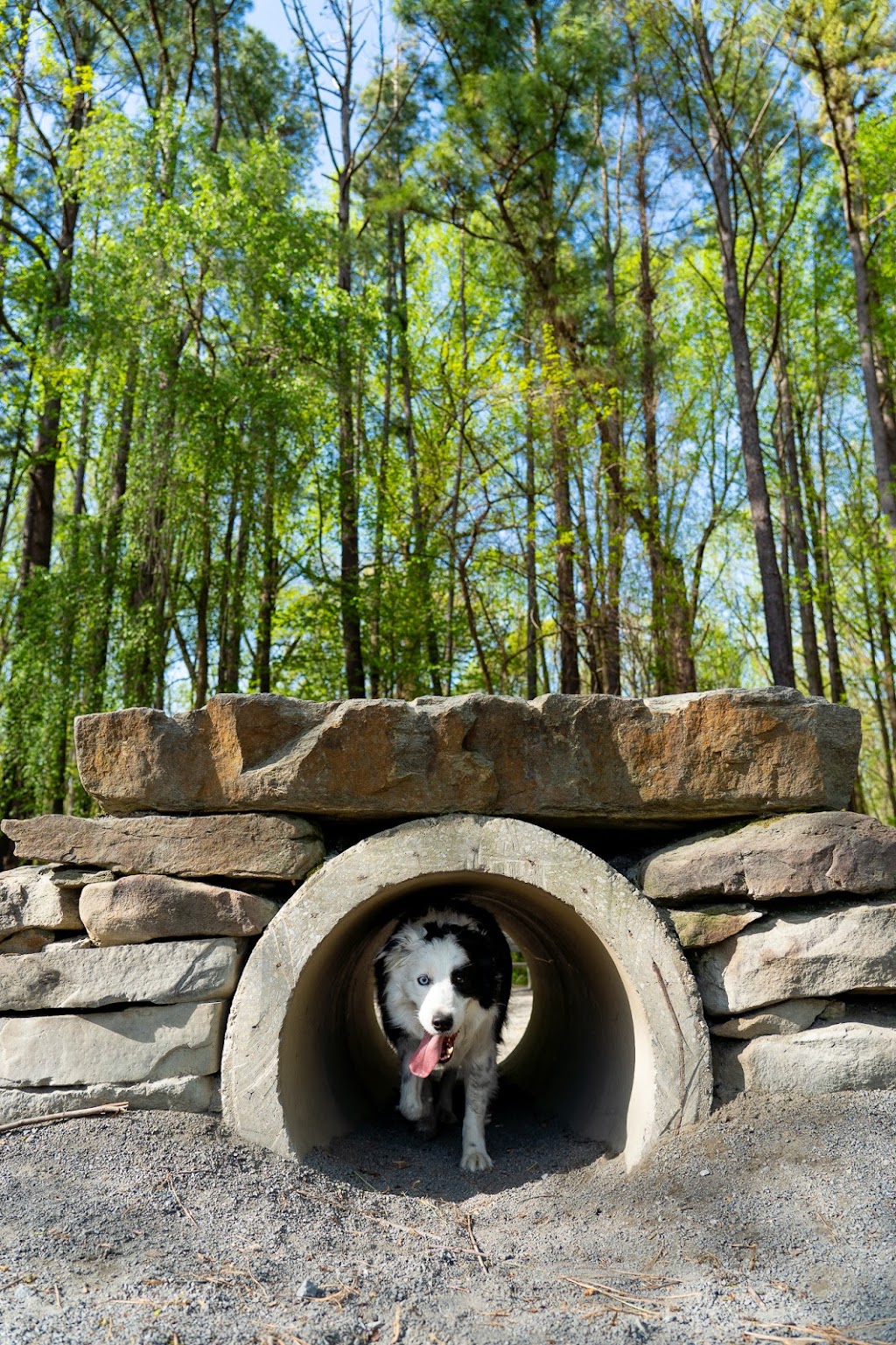 Dog Park in Wheaton Regional Park | 11710 Orebaugh Ave, Wheaton, MD 20902, USA | Phone: (301) 495-2595