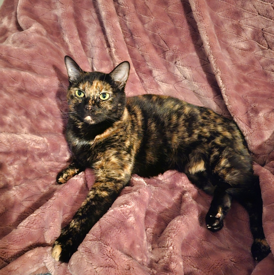 CareVet of Honor Heights | 4011 W Okmulgee Ave, Muskogee, OK 74401, USA | Phone: (918) 682-6652