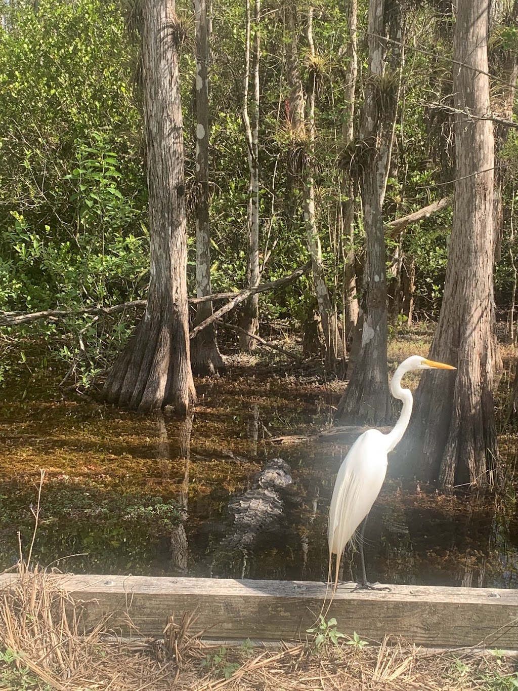 Everglades River of Grass Adventures | 52105 Tamiami Trail E, Ochopee, FL 34141, USA | Phone: (305) 788-2418