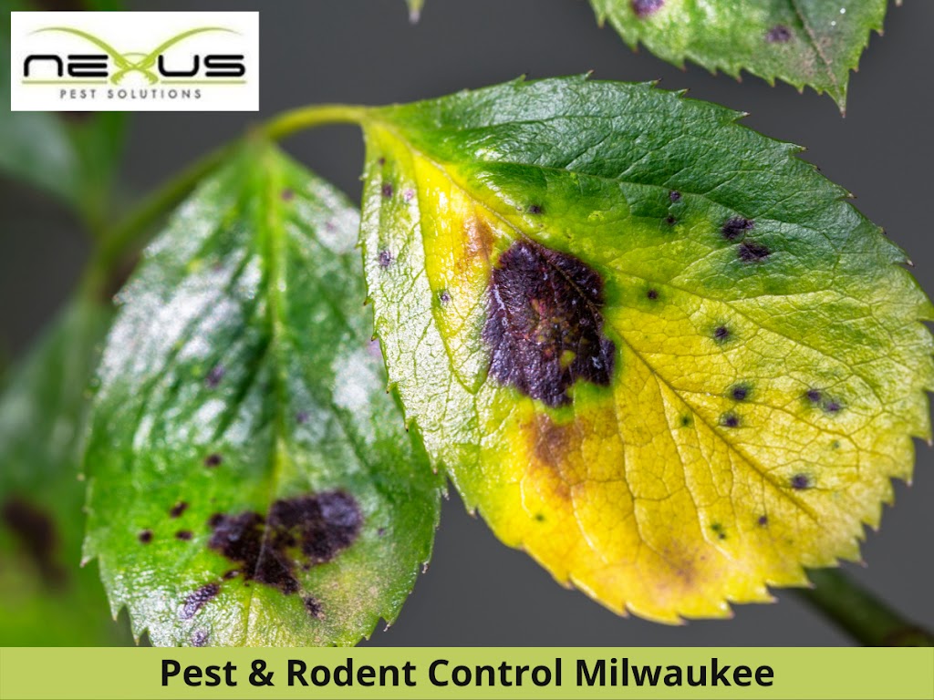 Nexus Pest Solutions | 11512 N Port Washington Rd STE 206, Mequon, WI 53092, USA | Phone: (262) 501-8030