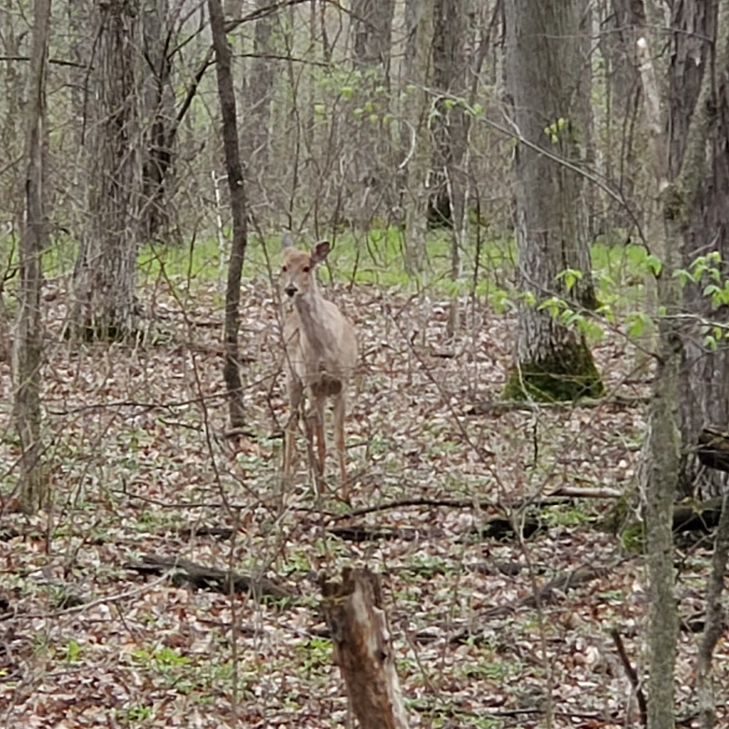 Brauer Preserve | S Parker Rd, Ann Arbor, MI 48103, USA | Phone: (734) 971-6337