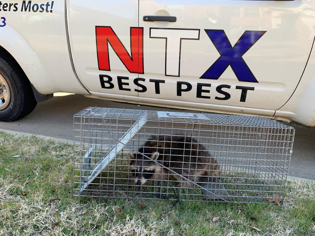 NTX Best Pest | 7820 W Main St, Frisco, TX 75034, USA | Phone: (972) 736-9700