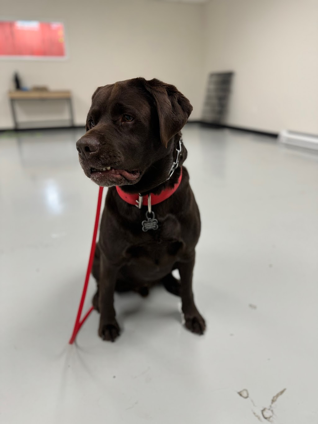 Upstate Canine Academy - Dog Training Facility | 24 Corporate Dr, Clifton Park, NY 12065, USA | Phone: (518) 952-7873