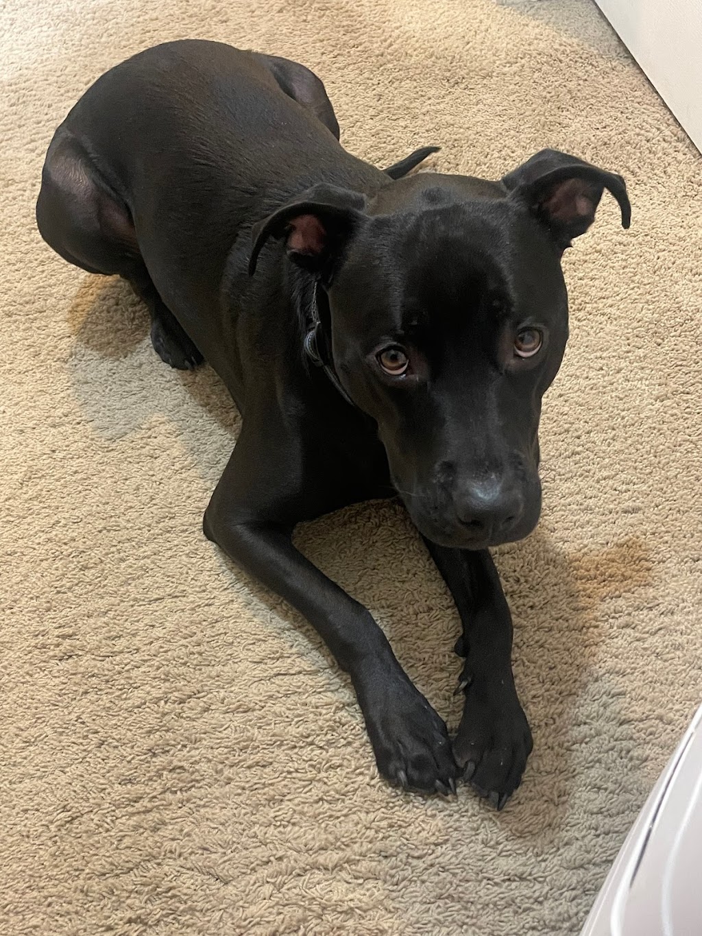 New River Veterinary Hospital | 48410 N Black Canyon Hwy, New River, AZ 85087, USA | Phone: (623) 465-9488