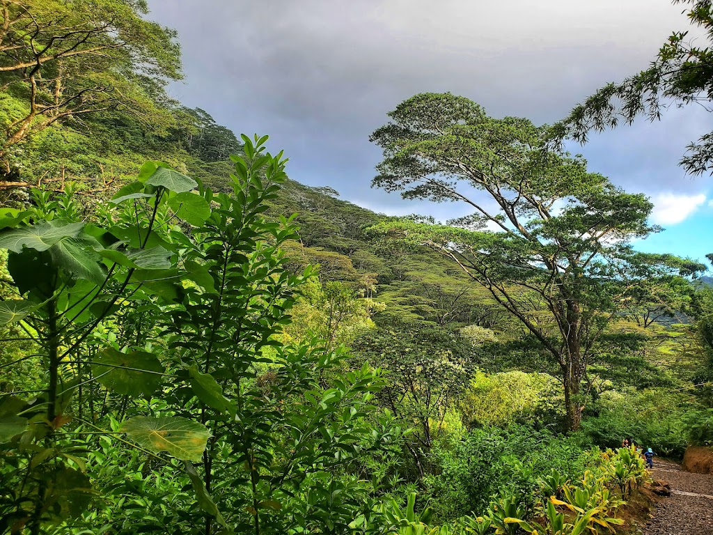 Mānoa Valley District Park | 2721 Kaaipu Ave, Honolulu, HI 96822, USA | Phone: (808) 768-6704