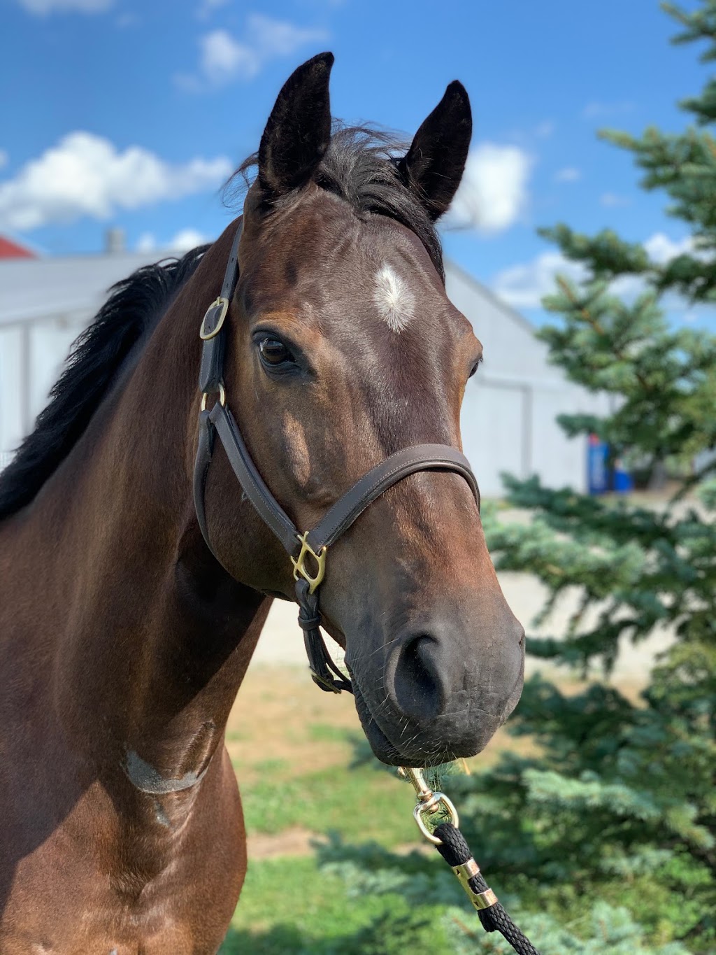 BakerHill Stables | 13750 W Bruns Rd, Manhattan, IL 60442, USA | Phone: (815) 277-9441