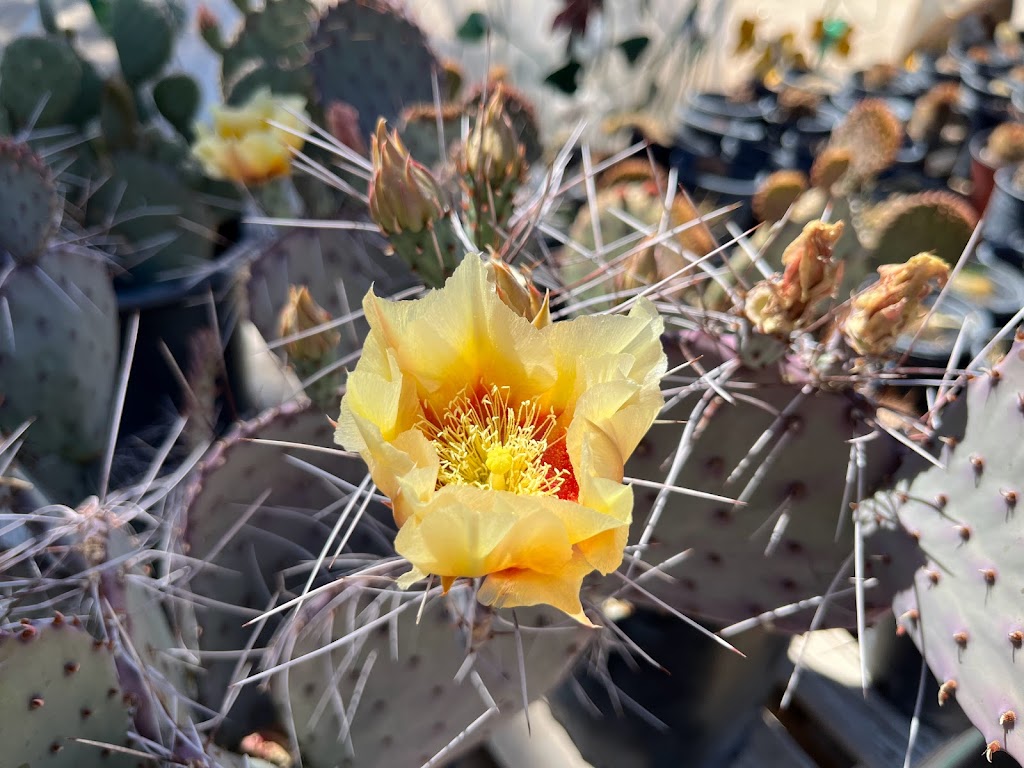 Las Flores Nursery & B.R. Landscaping, Inc. | Wickenburg, AZ 85390, USA | Phone: (928) 232-9563 Las Flores Nursery & B.R. Landscaping, Inc. | Wickenburg, AZ 85390, USA | Phone: (928) 232-9563