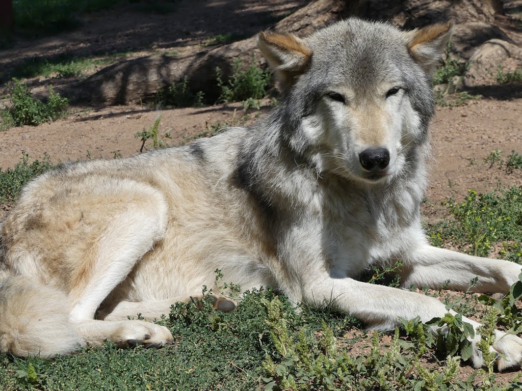 Colorado Wolf and Wildlife Center | 4729 Twin Rocks Rd, Divide, CO 80814, USA | Phone: (719) 687-9742