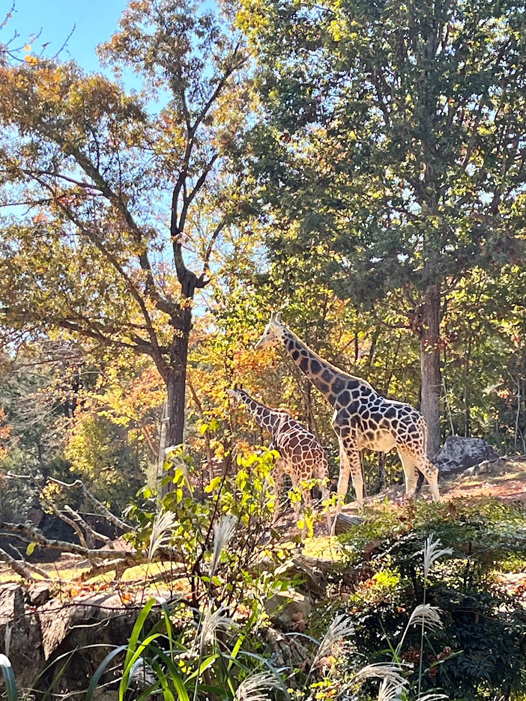 African Lion Habitat | Asheboro, NC 27205, USA | Phone: (800) 488-0444