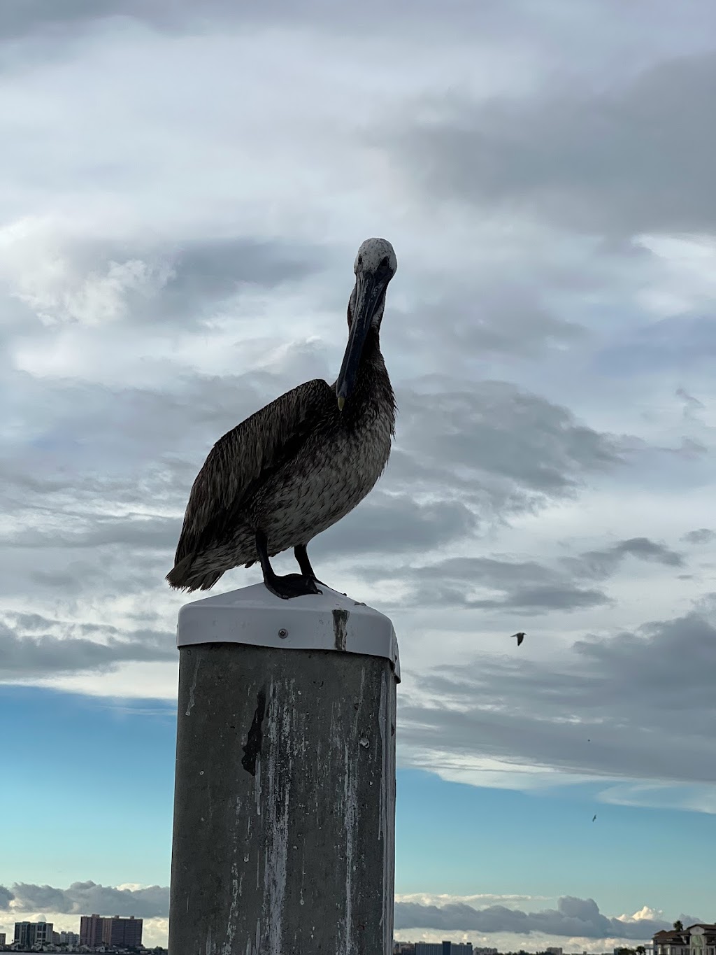 Belleair Causeway Boat Ramp | 541S Belleair Causeway, Largo, FL 33770, USA | Phone: (727) 687-7151