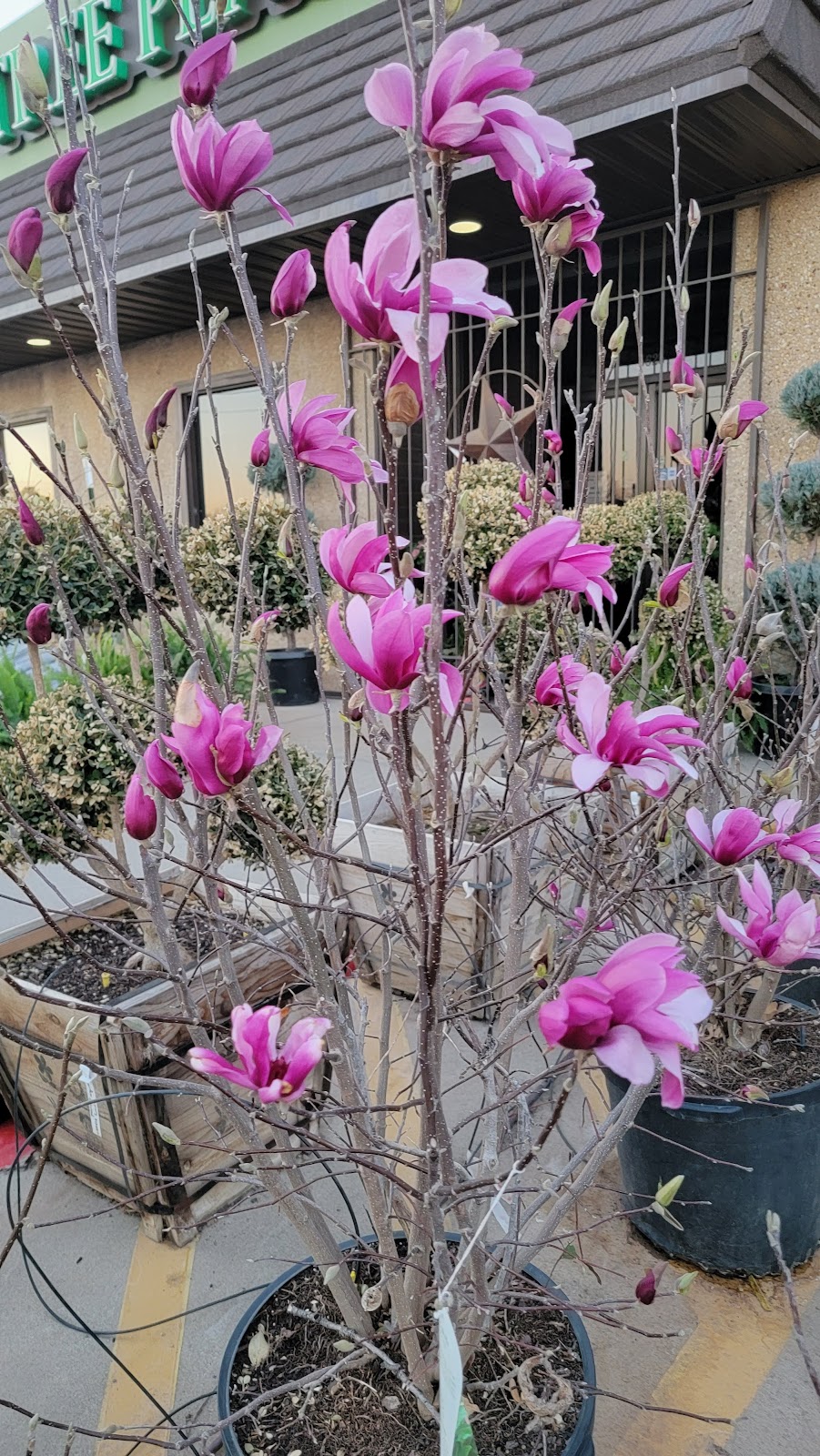 The Tree Place | 5625 I-20, Fort Worth, TX 76119, USA | Phone: (817) 561-9248