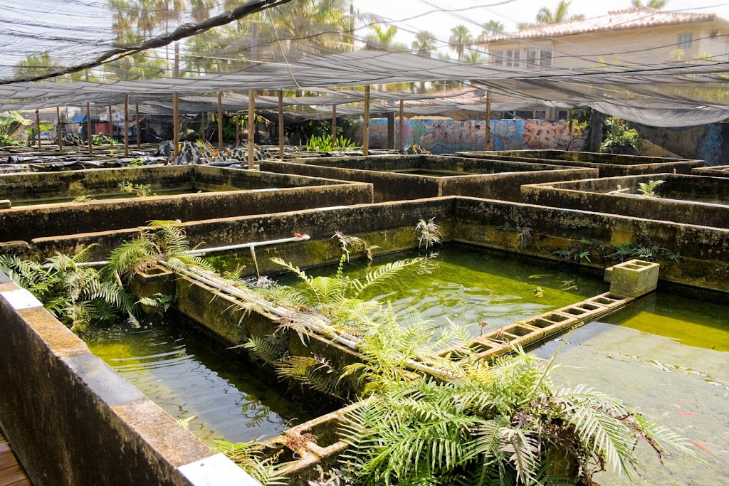 Neighborhood Fish Farm | 12150 SW 45th St, Miami, FL 33175, USA | Phone: (305) 221-8013