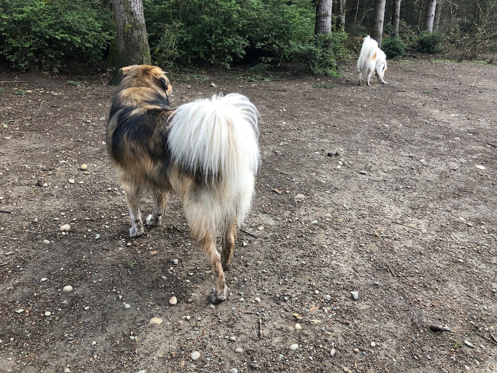 Rotary Bark Park | 10100 Bujacich Rd, Gig Harbor, WA 98332, USA | Phone: (253) 858-3400