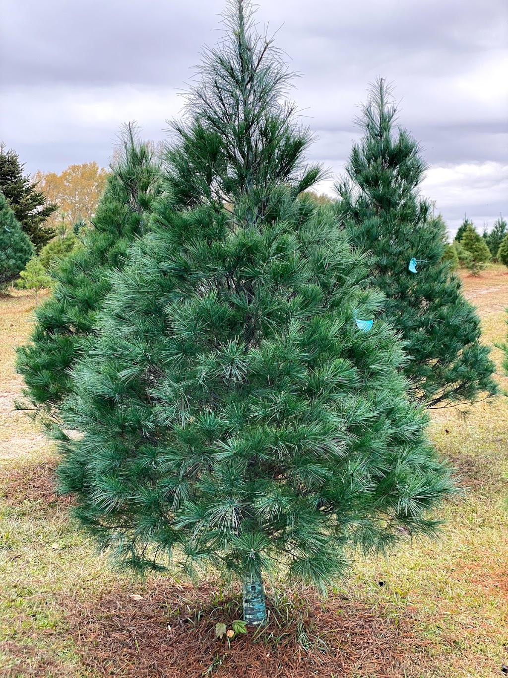 Beavers Christmas Tree Farm | 10093 Bradford Trafford Rd, Trafford, AL 35172, USA | Phone: (205) 681-4494