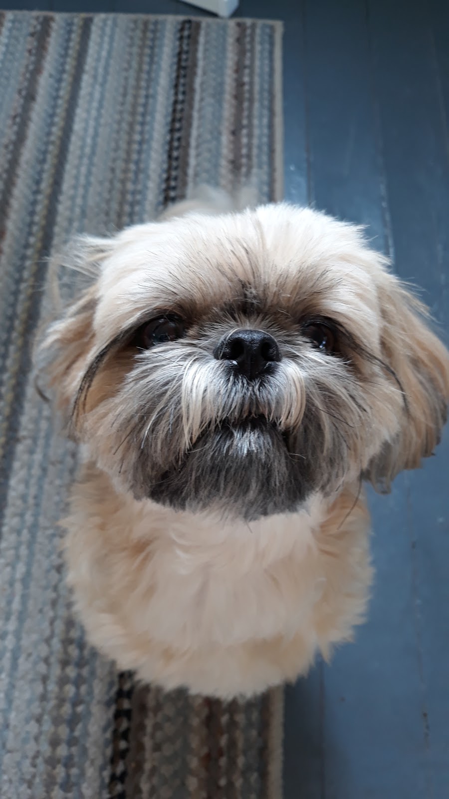 Henderson Animal Care | 1001 E Main St, Wauchula, FL 33873, USA | Phone: (863) 773-4047