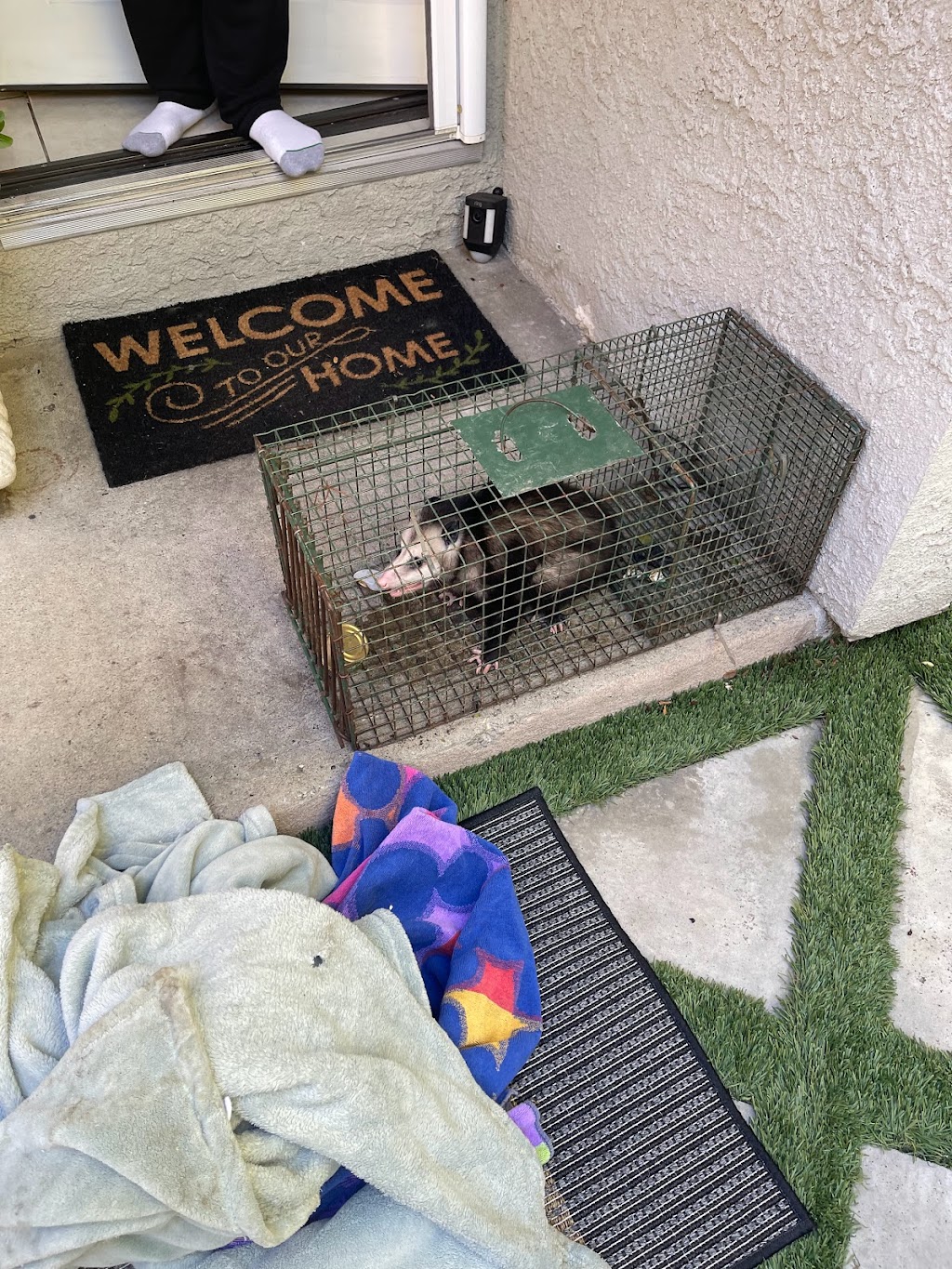 HH Wildlife Removal | 5740 Hazeltine Ave #1, Van Nuys, CA 91401, USA | Phone: (818) 602-1871