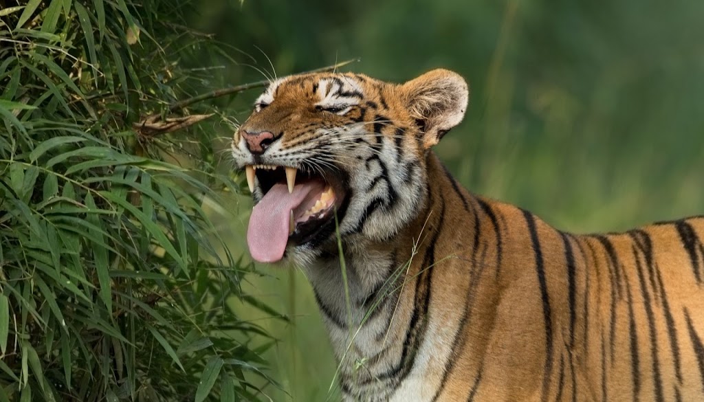 Smallbany Wildlife Control Experts | 818 Livingston Ave, Albany, NY 12206, USA | Phone: (518) 205-9434