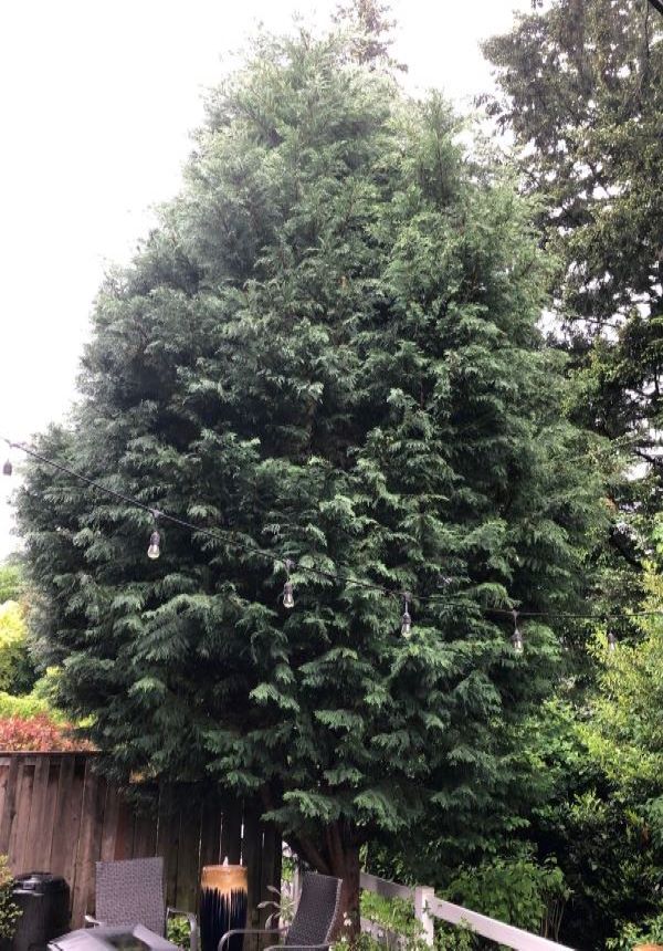 Arborscape Tree Care | 11113 NE 95th St, Vancouver, WA 98662, USA | Phone: (360) 944-5124