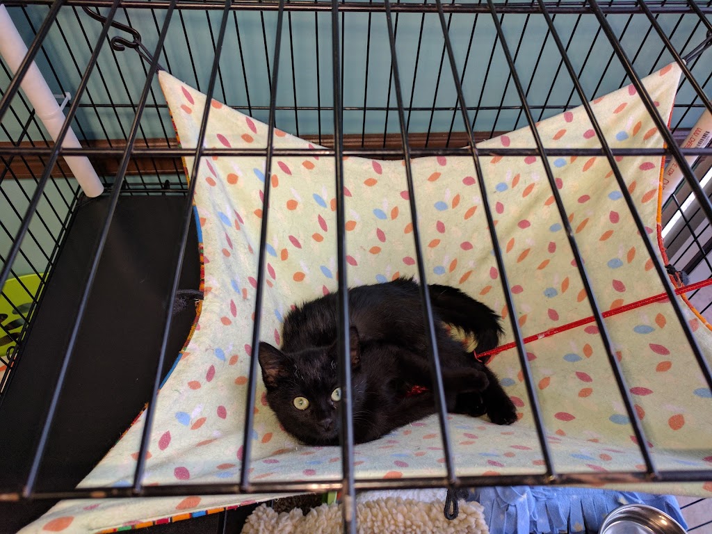 Daisy Mountain Veterinary Hospital | 39512 W Daisy Mountain Dr #178, Anthem, AZ 85086, USA | Phone: (623) 551-8387