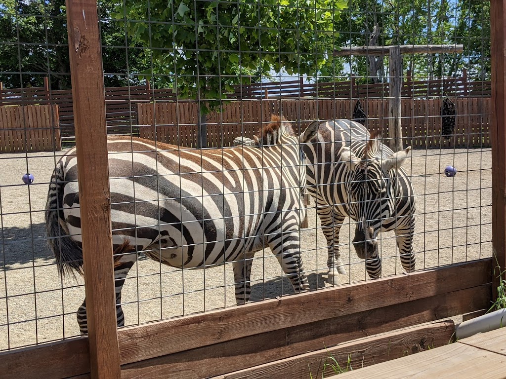 Animal Adventure Park | 85 Martin Hill Rd, Harpursville, NY 13787, USA | Phone: (607) 760-4429