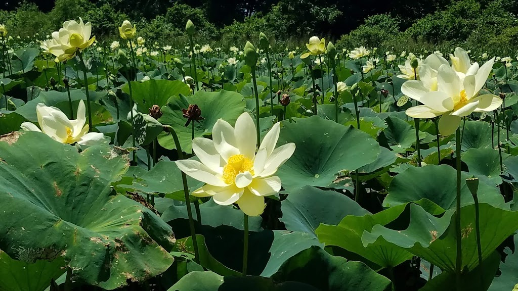 Horseshoe Lake State Park | Horseshoe Lake State Park Trail, Pontoon Beach, IL 62040, USA | Phone: (618) 931-0270