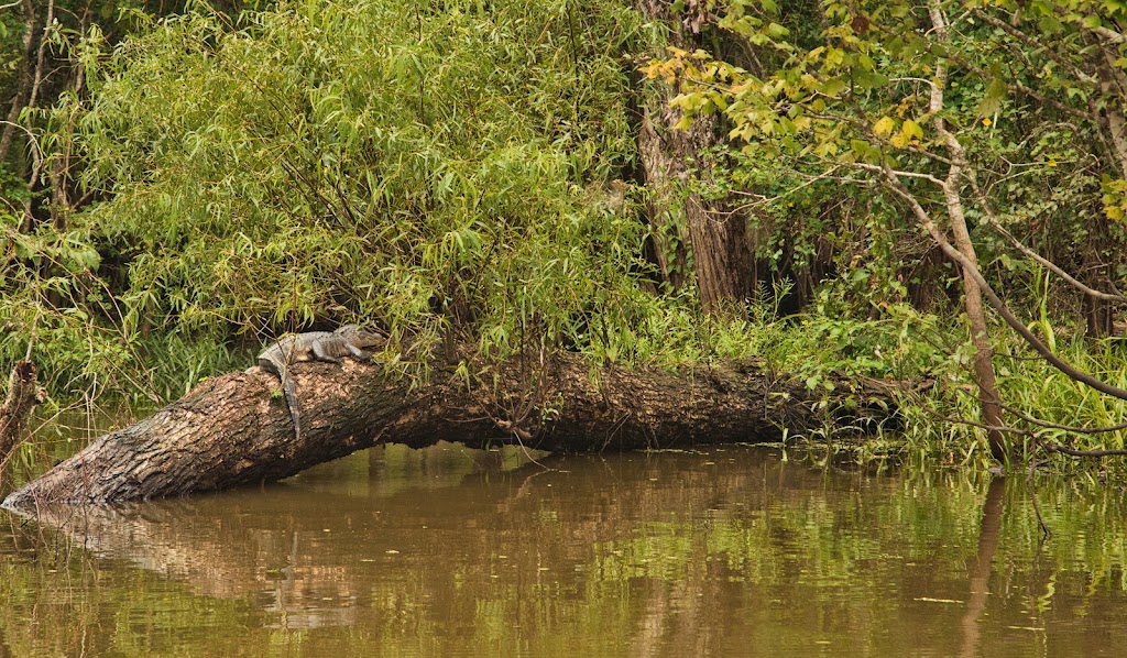 Acadian Swamp Tours | 66270 Spur 75, Plaquemine, LA 70764, USA | Phone: (225) 247-4156