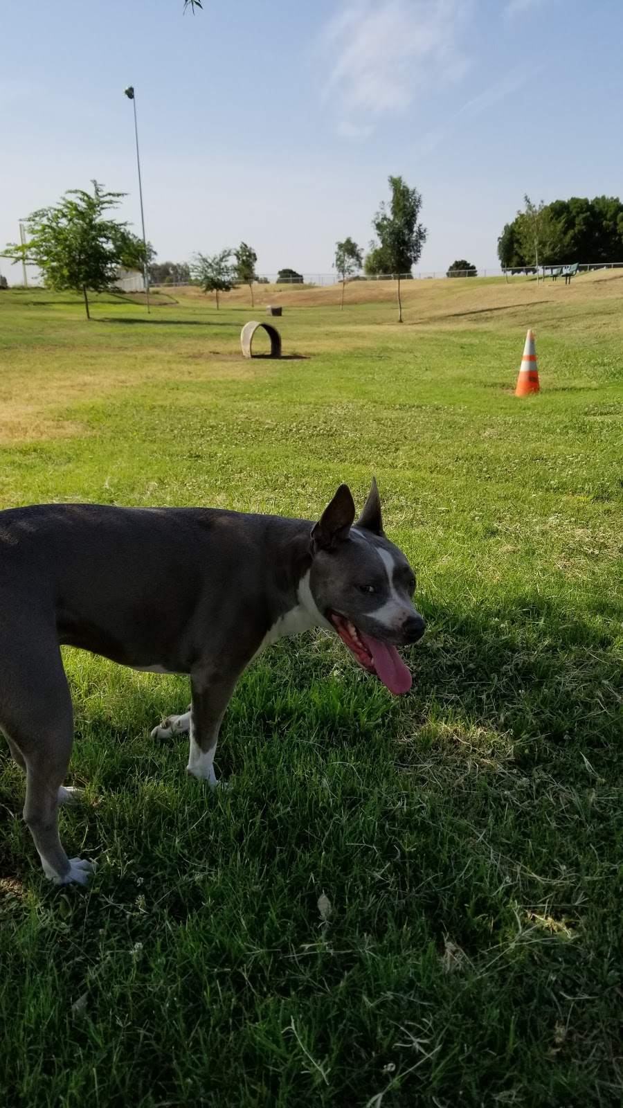 Porterville Dog Park | 2075 W Scranton Ave, Porterville, CA 93257, USA | Phone: (559) 791-7695