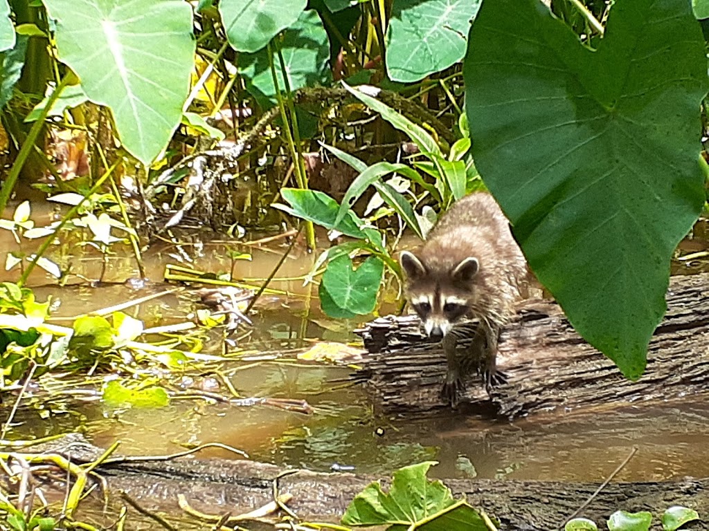 Honey Island Swamp Tours | 41490 Crawford Landing Rd, Slidell, LA 70461, USA | Phone: (985) 641-1769