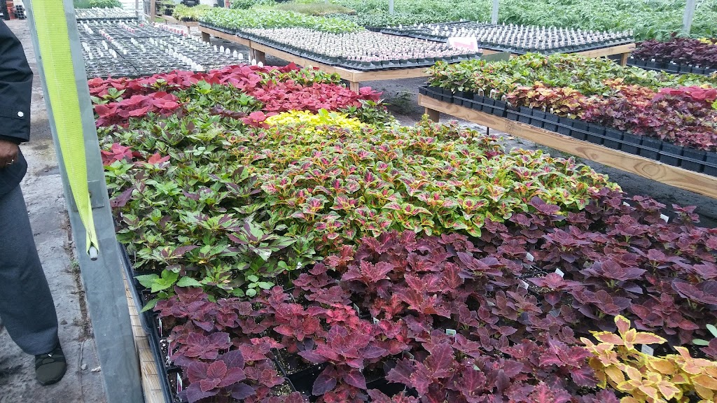 HillTop Greenhouse & Farms | 8996 W Liberty Rd, Ann Arbor, MI 48103, USA | Phone: (734) 302-4233