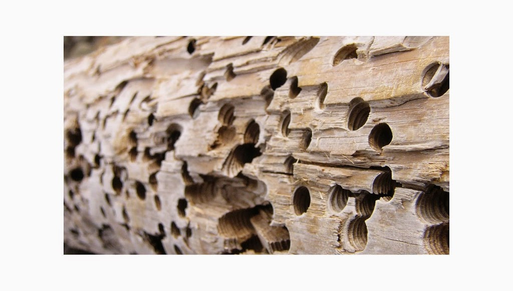 Finley Termite & Pest Control | 5621 Quail Ln, Arlington, TX 76016, USA | Phone: (817) 457-9897