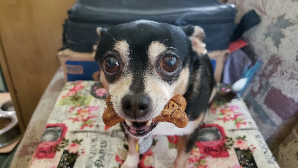 San Antonio Animal Hospital | 32347 State Rd 52, San Antonio, FL 33576, USA | Phone: (352) 588-2132