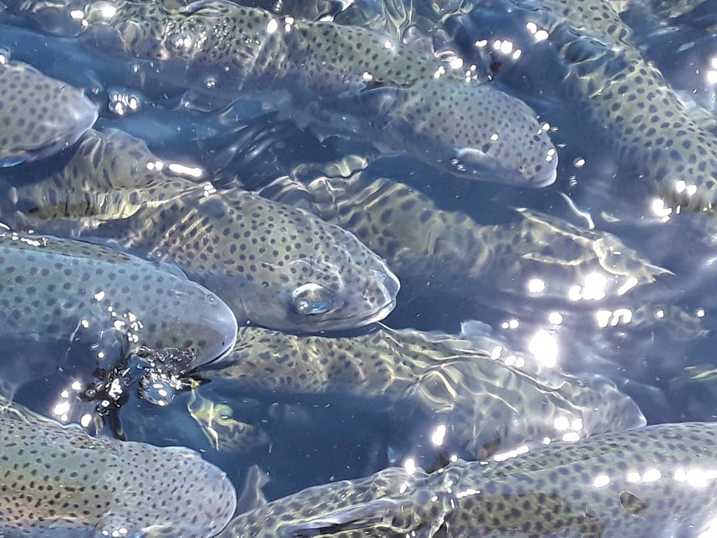 Nimbus Fish Hatchery | 2001 Nimbus Rd, Gold River, CA 95670, USA | Phone: (916) 358-2884