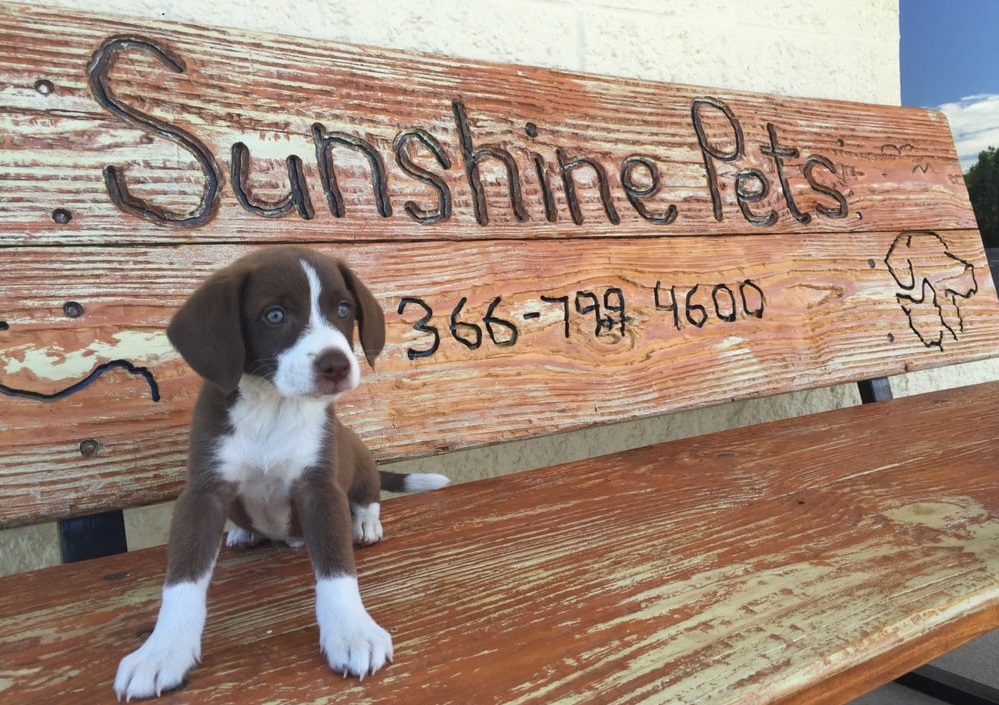 Sunshine Pets | 656 W Academy St, Randleman, NC 27317, USA | Phone: (336) 799-4600