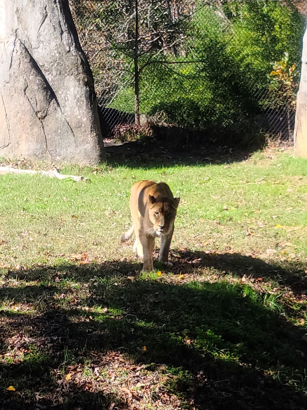 African Lion Habitat | Asheboro, NC 27205, USA | Phone: (800) 488-0444