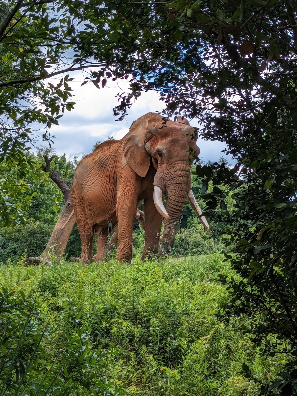 African Lion Habitat | Asheboro, NC 27205, USA | Phone: (800) 488-0444