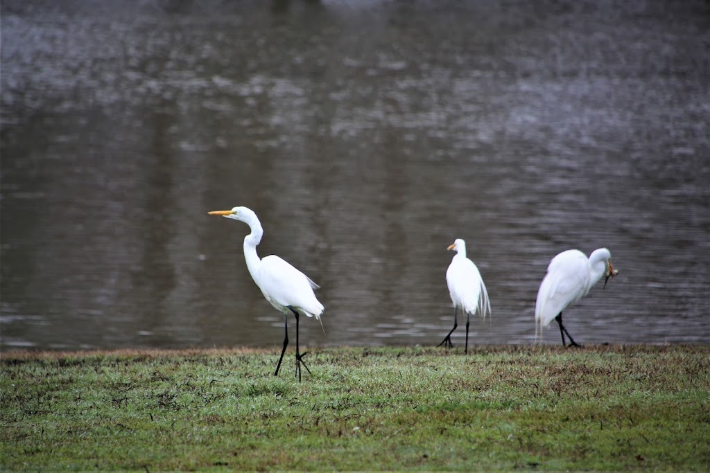 Leonard Johns Park | 1850 Timber Creek Rd, Flower Mound, TX 75028, USA | Phone: (972) 874-6300