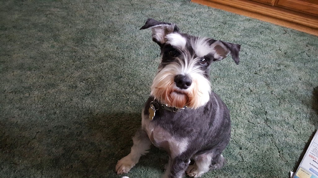 GINAS HAPPY HOUND. | 2412 Ferguson Rd, Allison Park, PA 15101, USA | Phone: (412) 486-5508