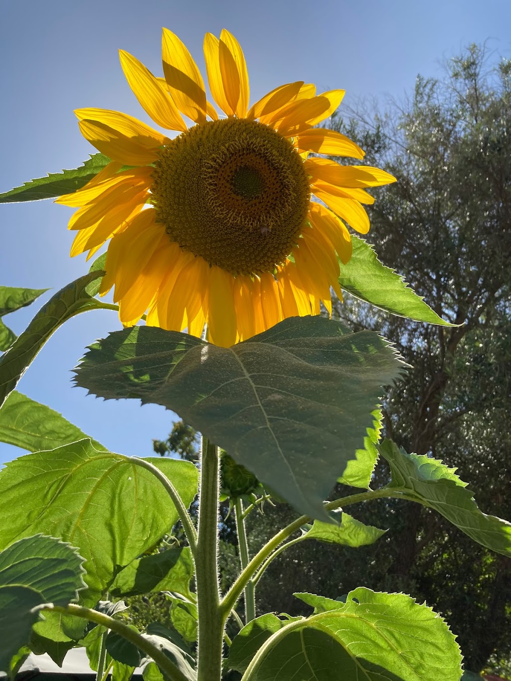 L.A. Healer | 662 Amador St, Los Angeles, CA 90012, USA | Phone: (213) 272-7451